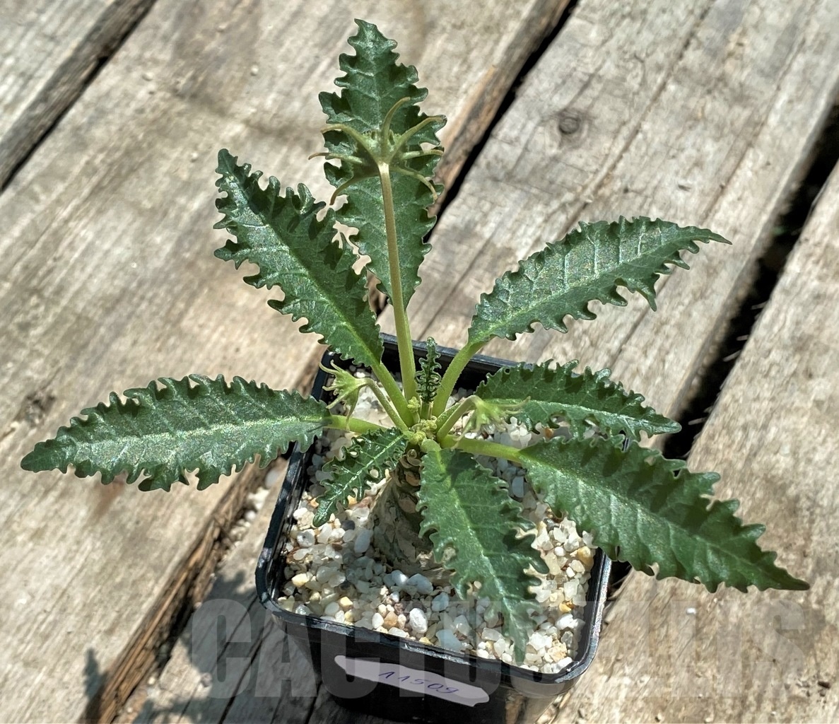 SHPR11509 Dorstenia horwoodii