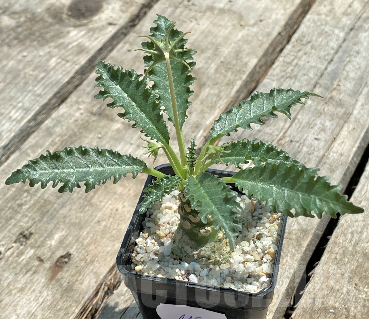 SHPR11509 Dorstenia horwoodii - 画像 (2)