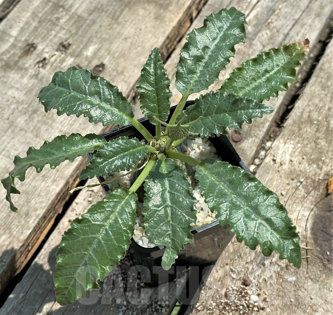 SHPR11511 Dorstenia horwoodii