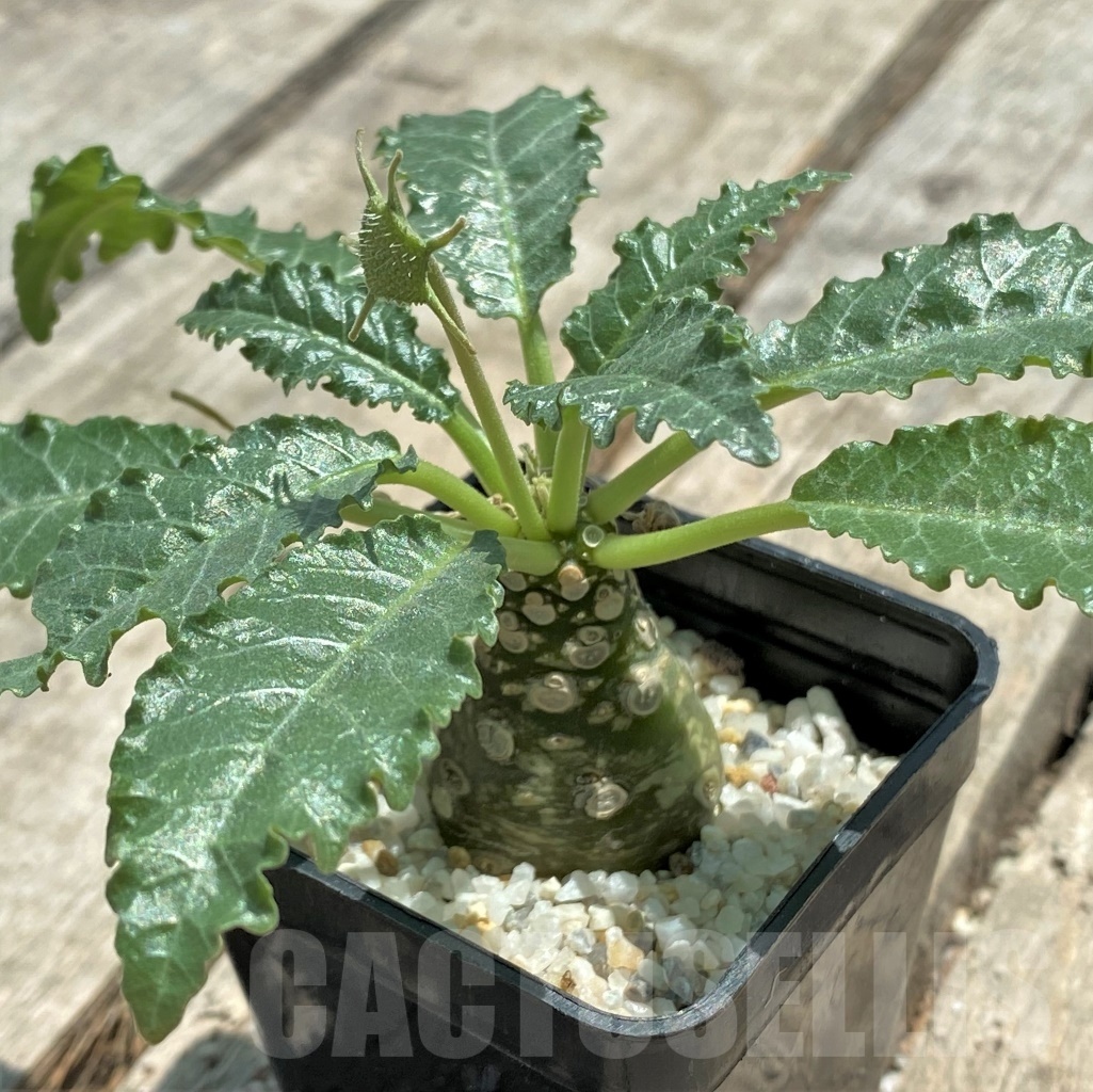 SHPR11511 Dorstenia horwoodii - Image 2