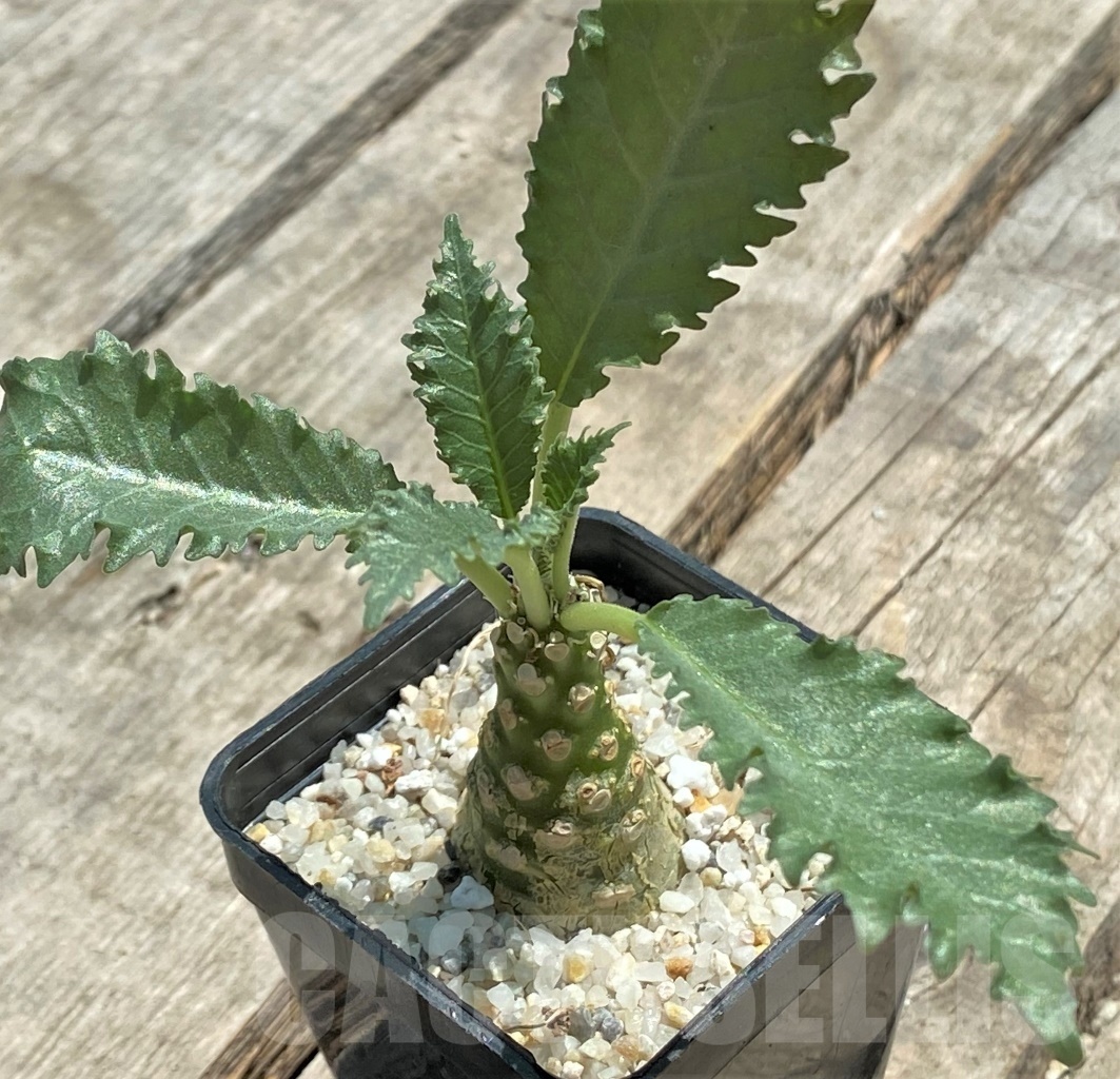 SHPR11512 Dorstenia horwoodii