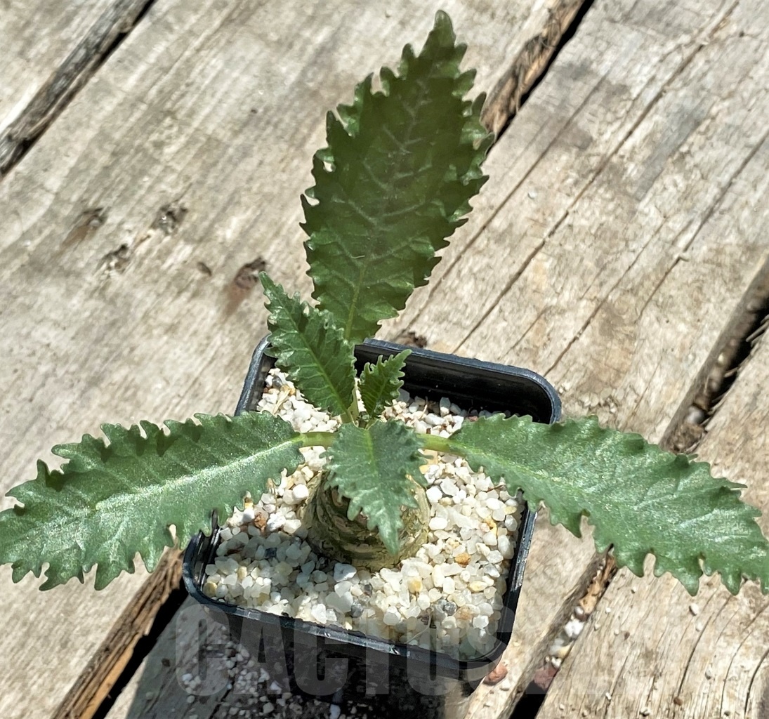 SHPR11512 Dorstenia horwoodii - Image 2