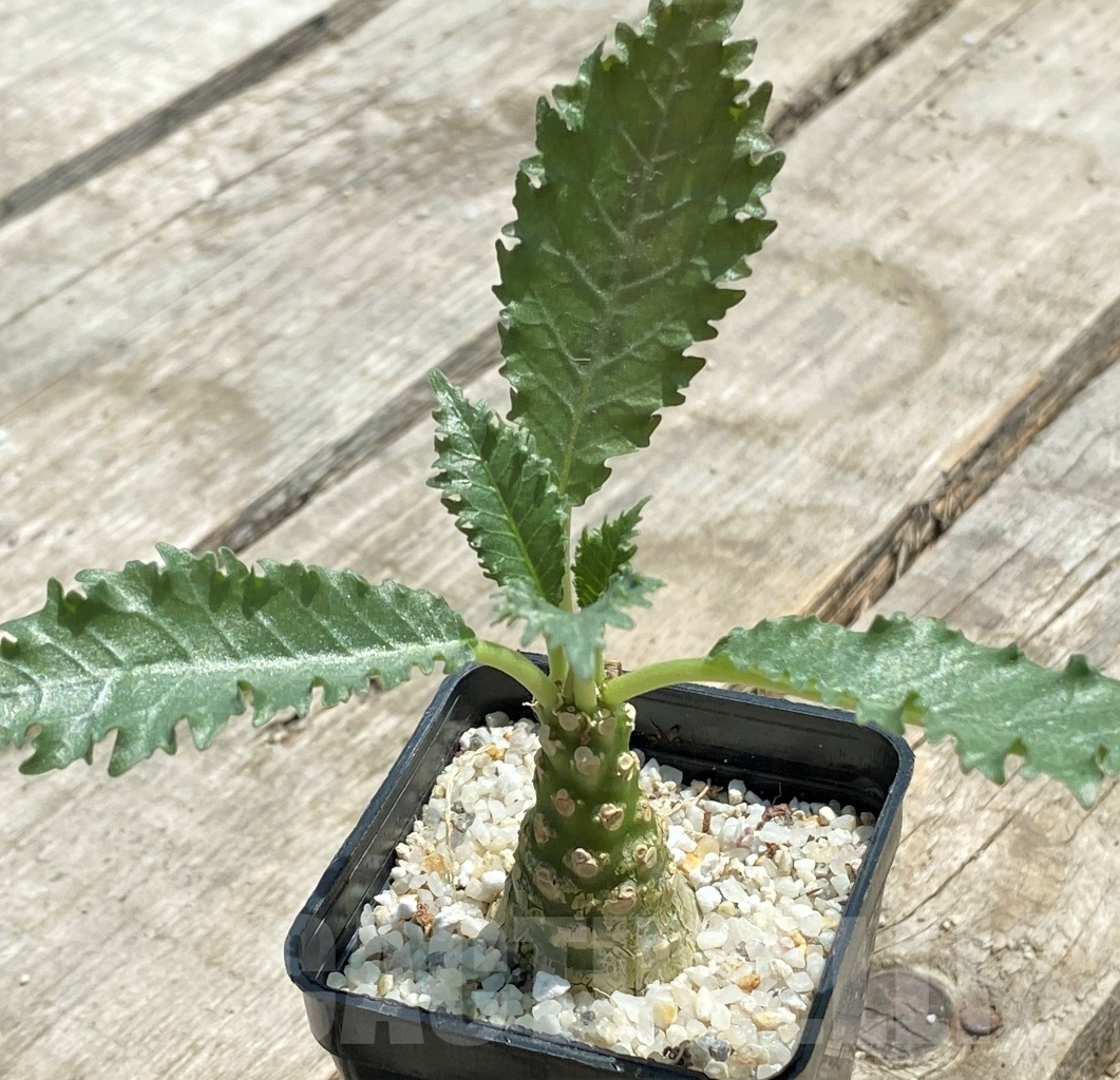 SHPR11512 Dorstenia horwoodii - Image 3