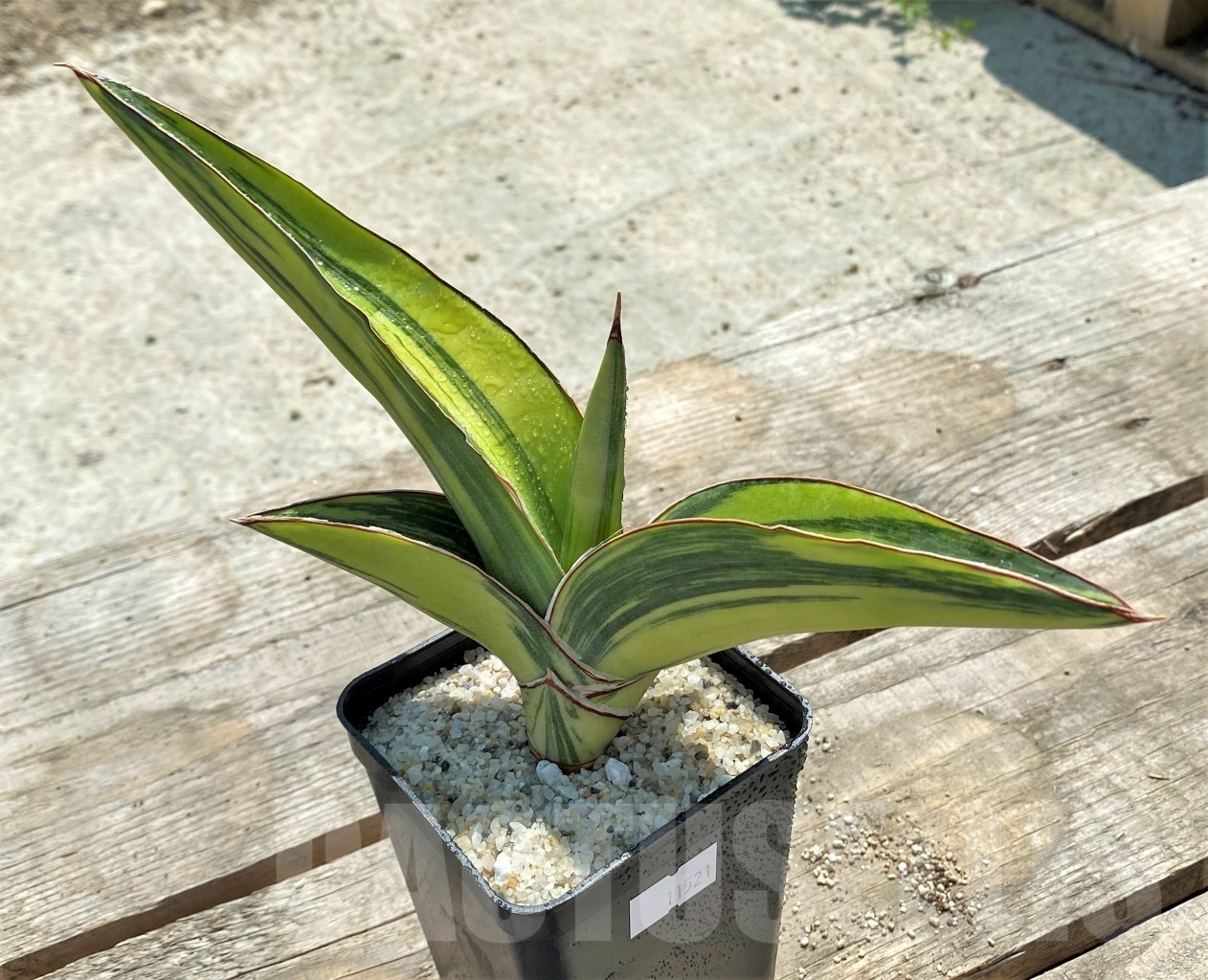 SHPR11521 Sansevieria robusta 'Yellow variegata' - Image 2