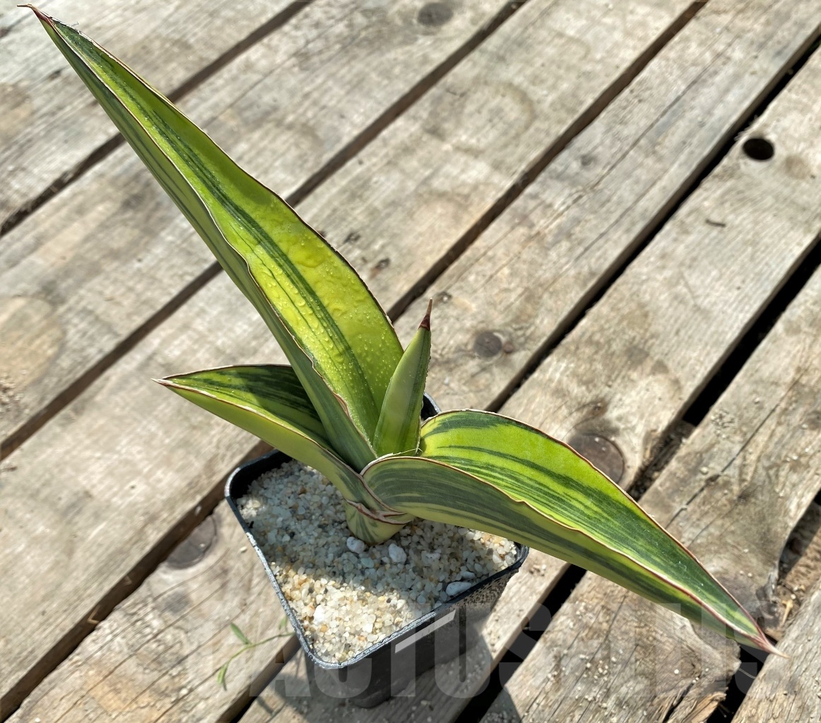 SHPR11521 Sansevieria robusta 'Yellow variegata'