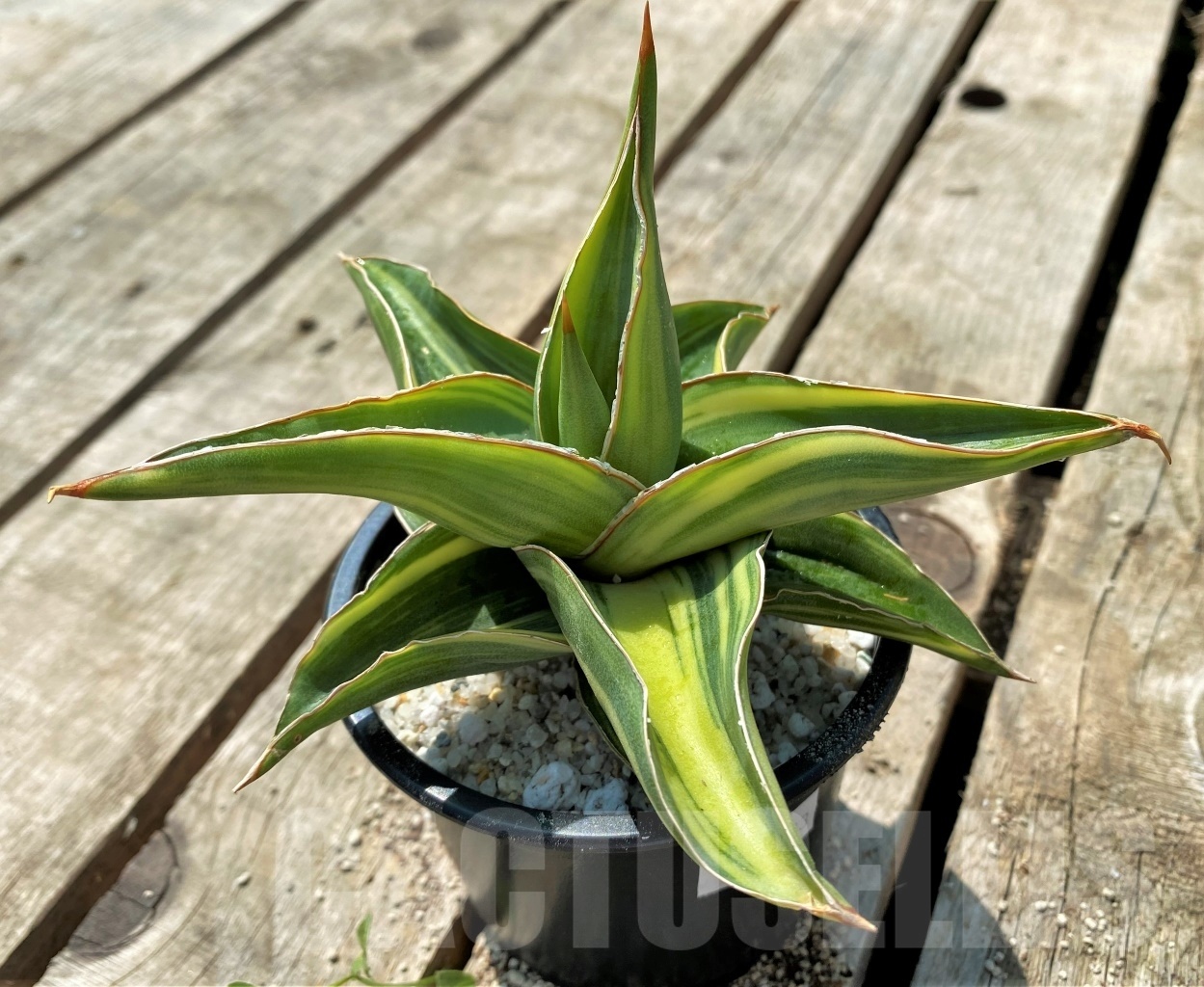 SHPR11523 Sansevieria 'Blue leaf' f. variegated - Image 2