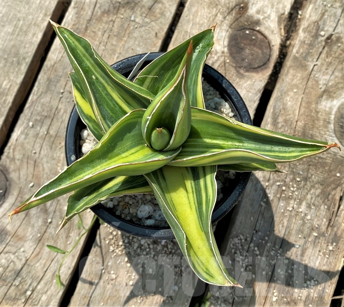 SHPR11523 Sansevieria 'Blue leaf' f. variegated