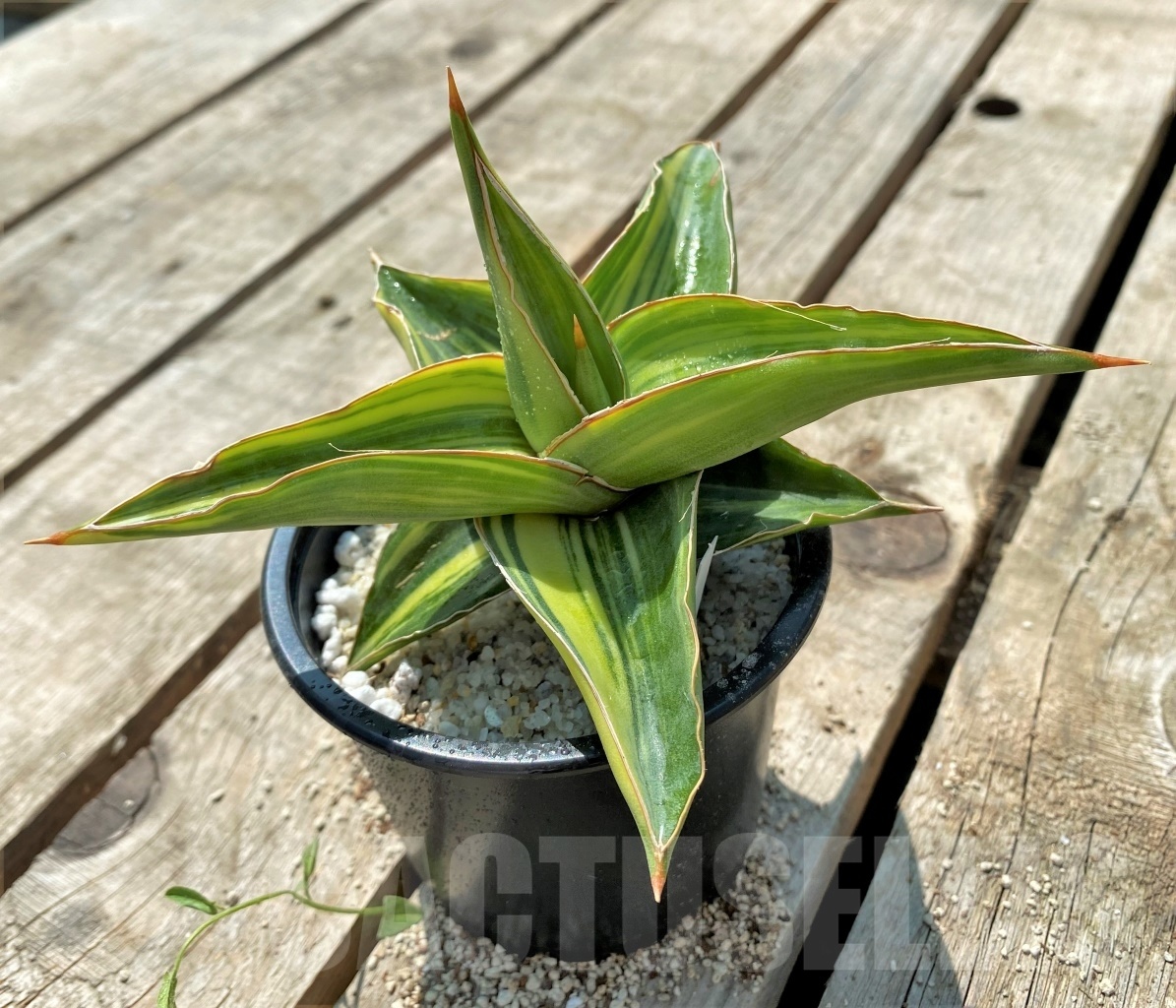SHPR11524 Sansevieria 'Blue leaf' f. variegated - Image 2