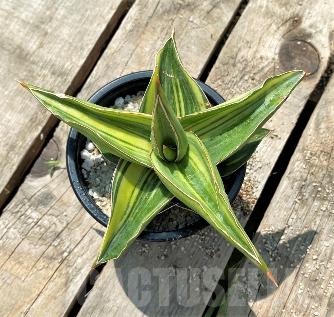 SHPR11524 Sansevieria 'Blue leaf' f. variegated