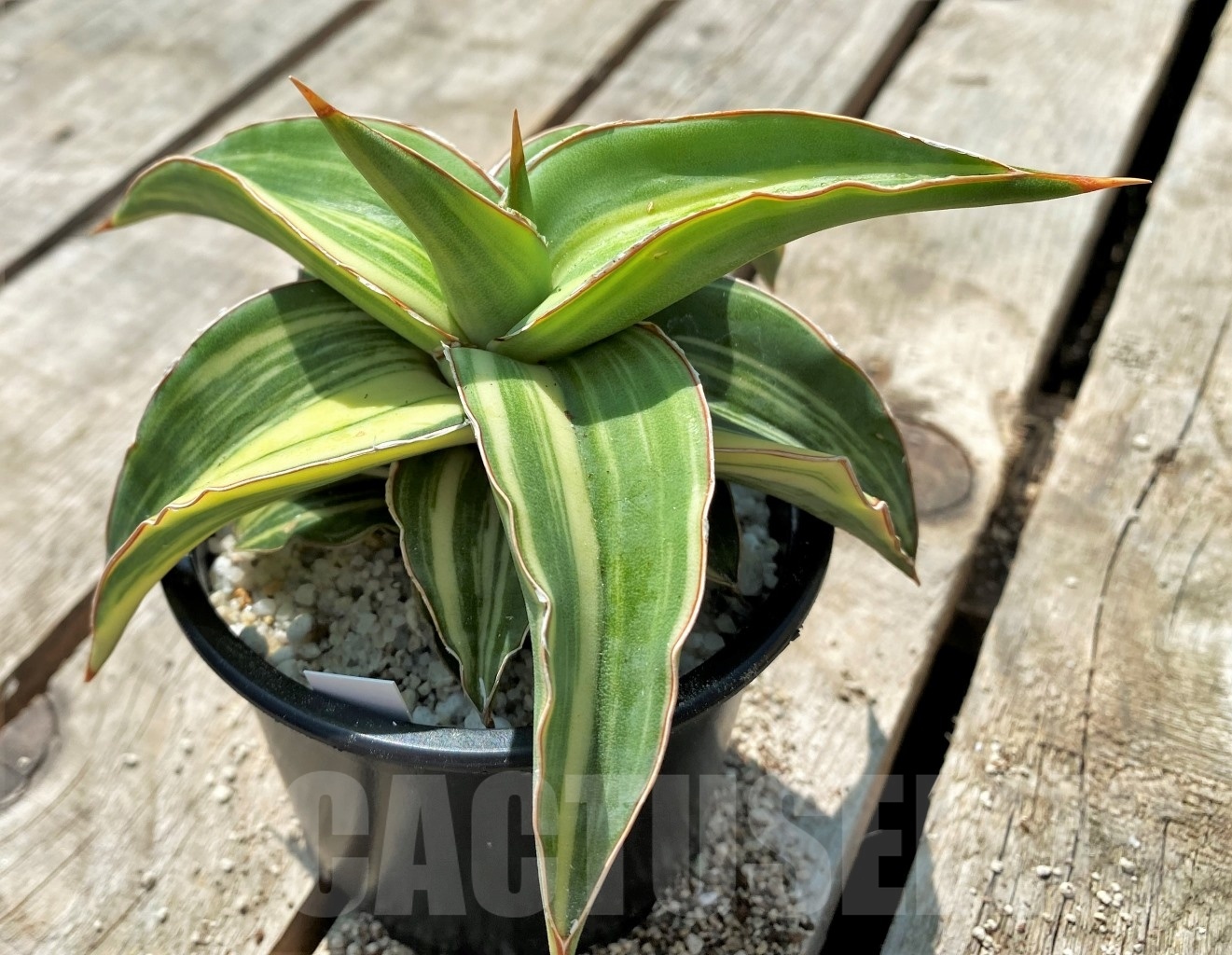 SHPR11525 Sansevieria 'Blue leaf' f. variegated – Image 2