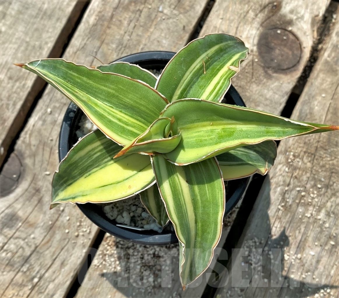 SHPR11525 Sansevieria 'Blue leaf' f. variegated