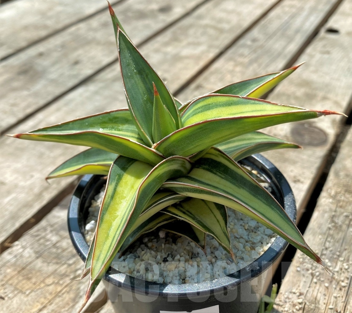 SHPR11527 Sansevieria 'Blue leaf' f. variegated - Obrázek 2