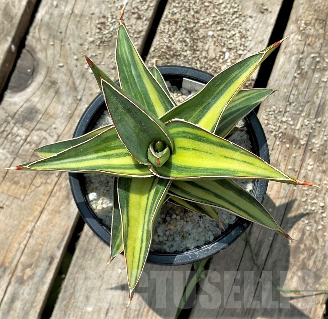 SHPR11527 Sansevieria 'Blue leaf' f. variegated