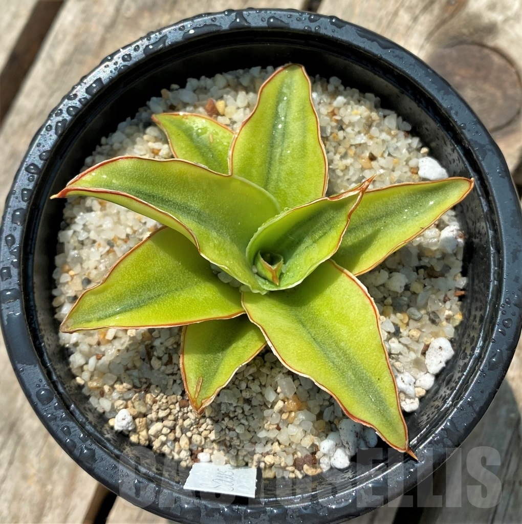 SHPR11529 Sansevieria Lavranos f. variegata