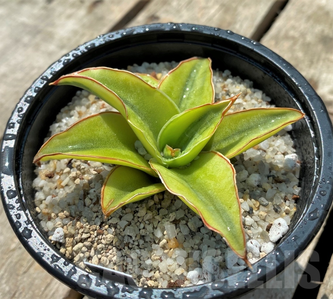 SHPR11529 Sansevieria Lavranos f. variegata - Image 2