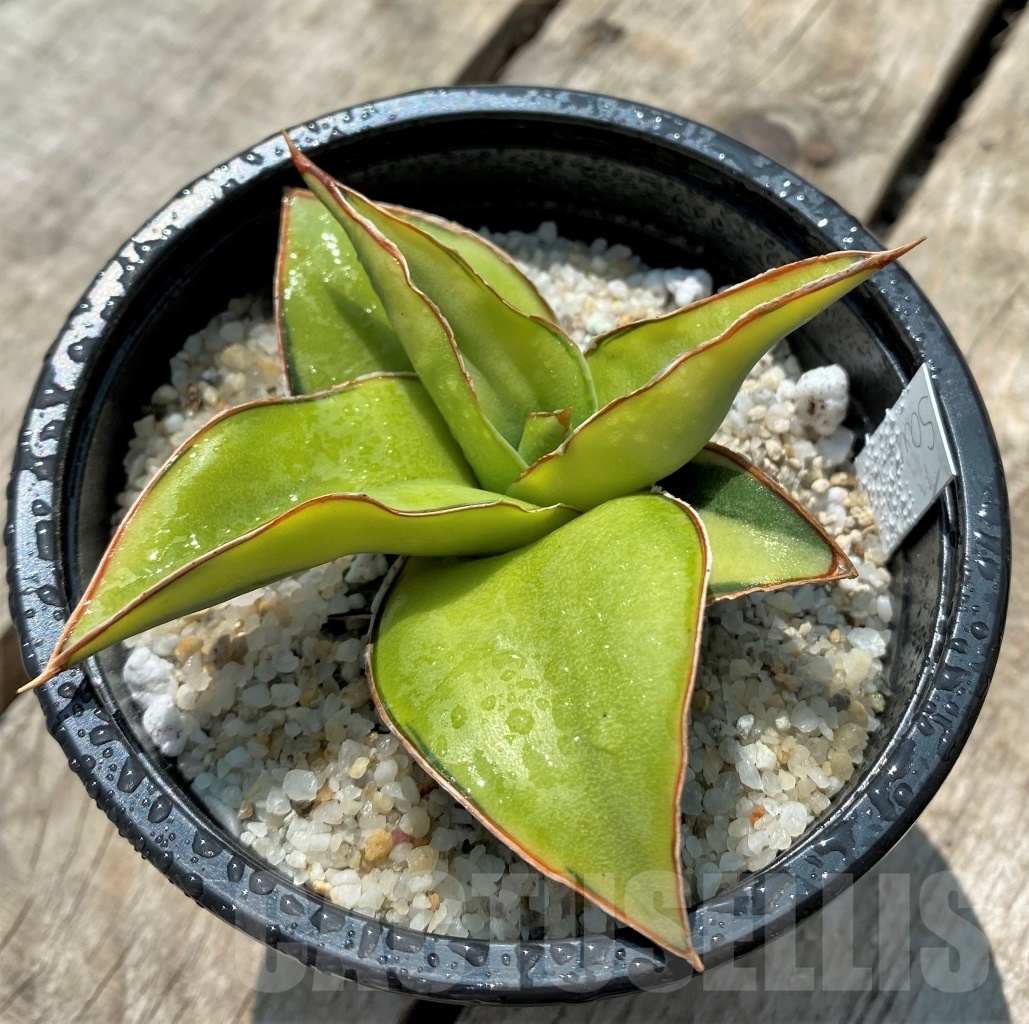 SHPR11530 Sansevieria Lavranos f. variegata - Зображення 2