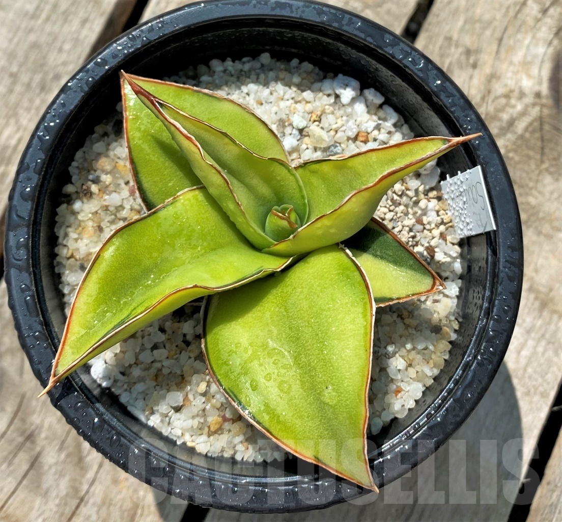 SHPR11530 Sansevieria Lavranos f. variegata