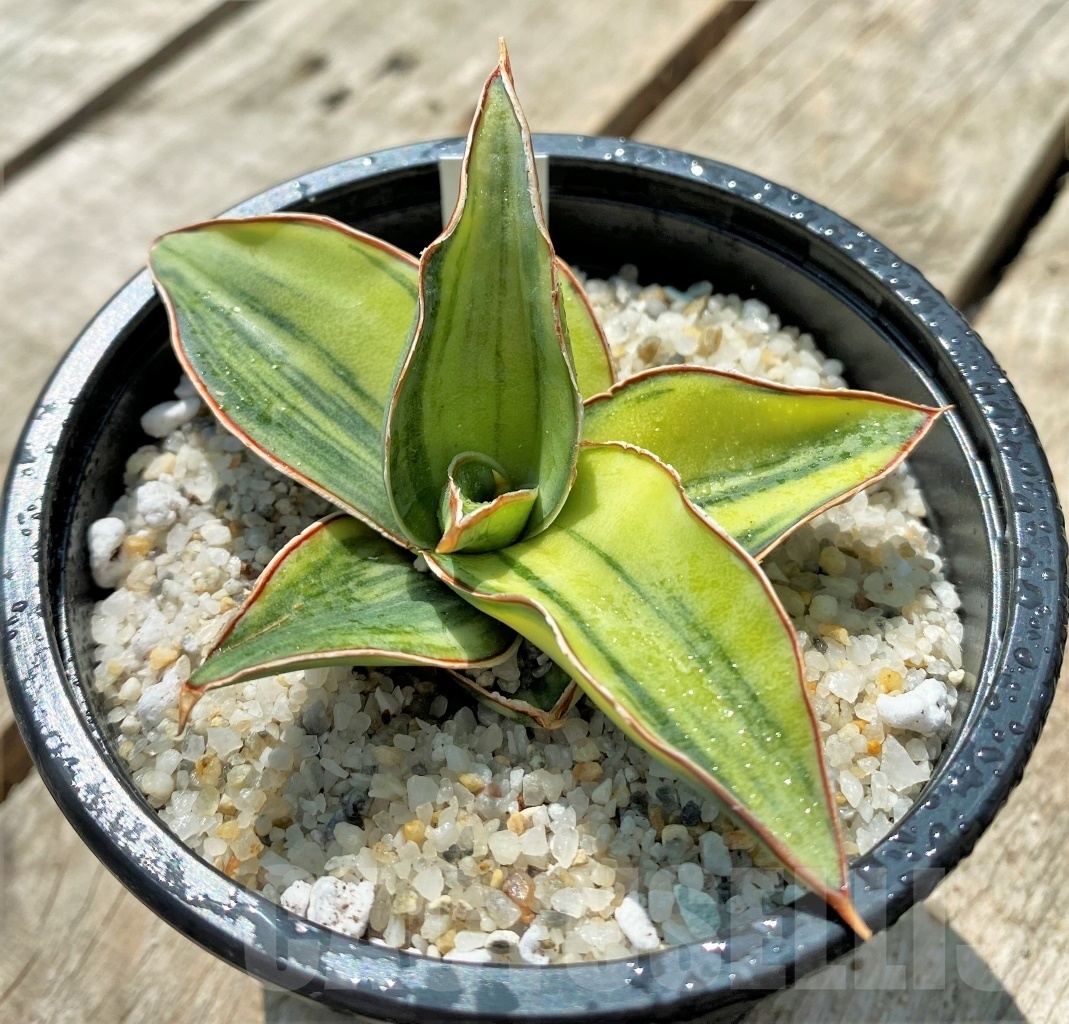 SHPR11531 Sansevieria Lavranos f. variegata
