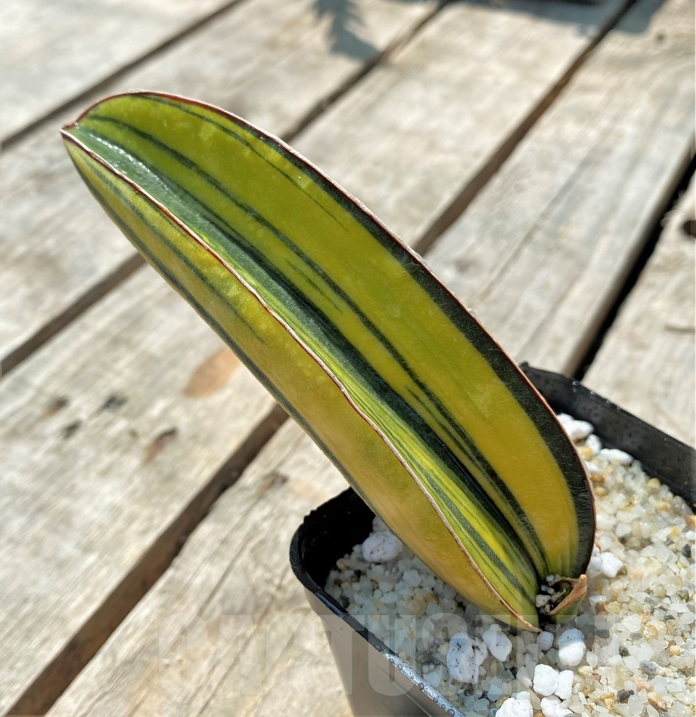 SHPR11532 Sansevieria hallii 'Baseball bat' f. variegated