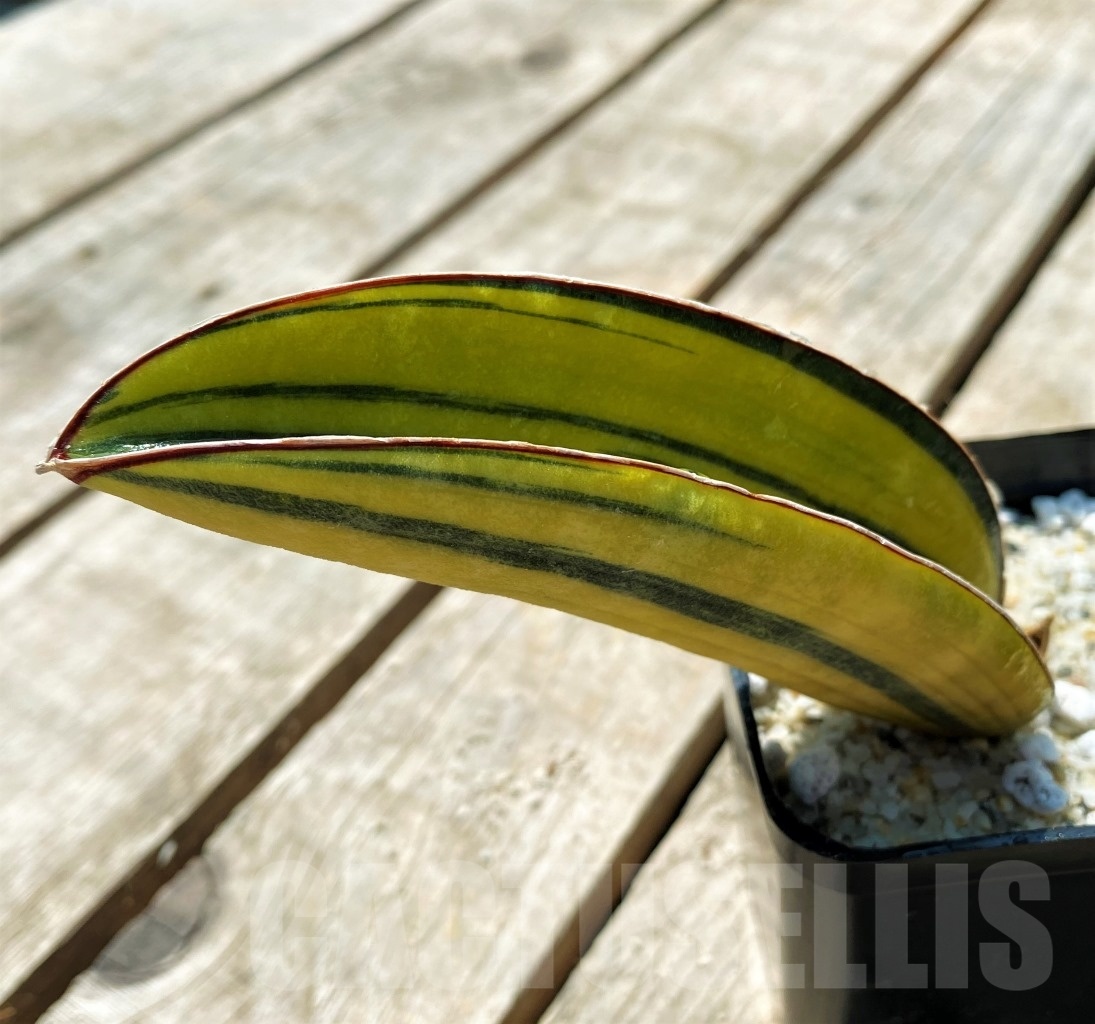 SHPR11532 Sansevieria hallii 'Baseball bat' f. variegated - Image 2