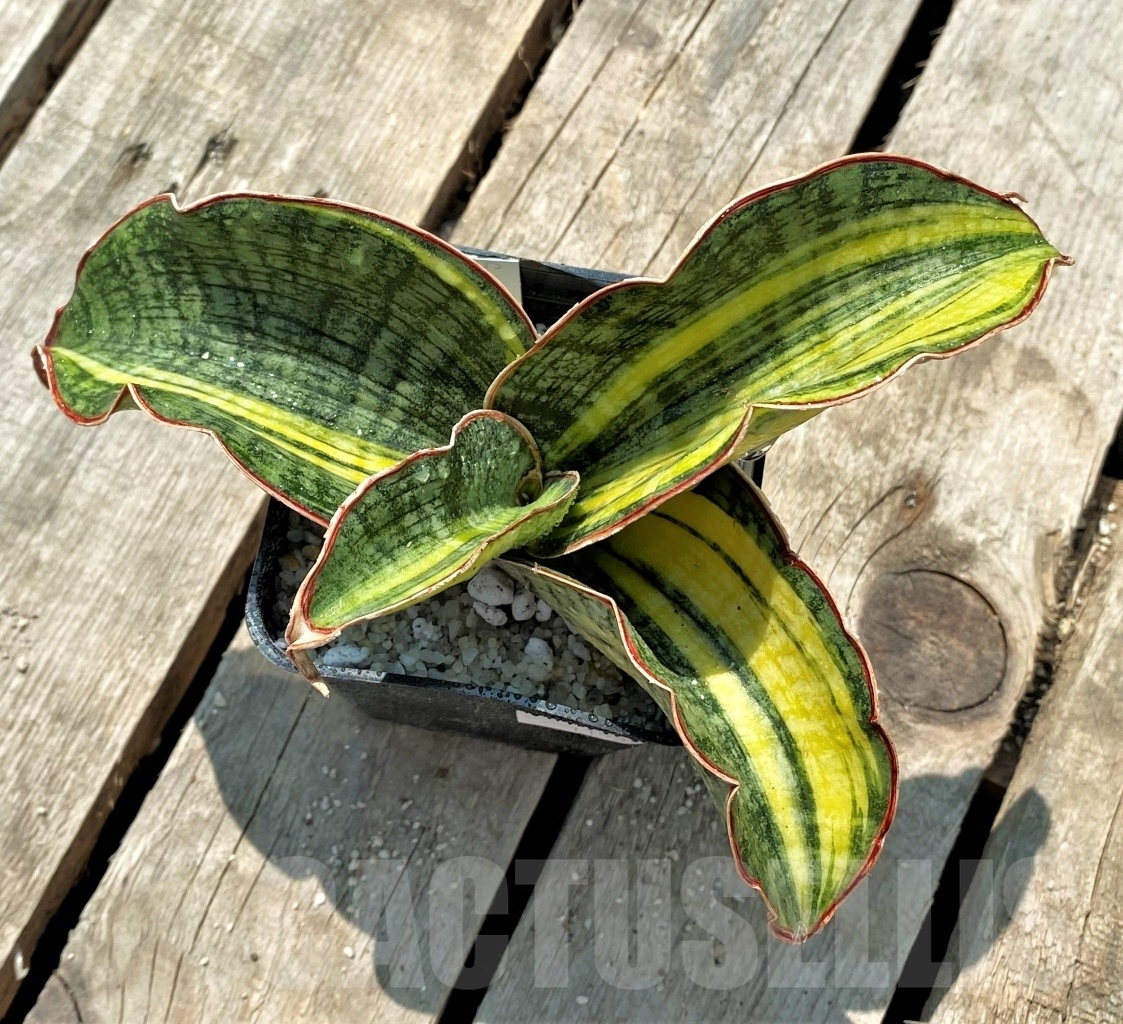 SHPR11534 Sansevieria 'Phupamon' variegata