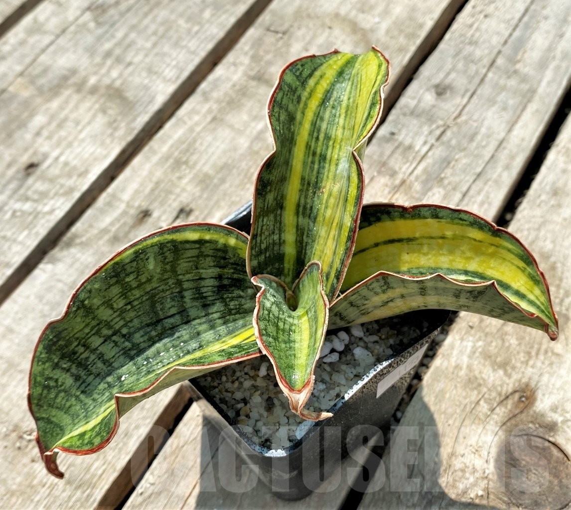 SHPR11534 Sansevieria 'Phupamon' variegata - 画像 (2)