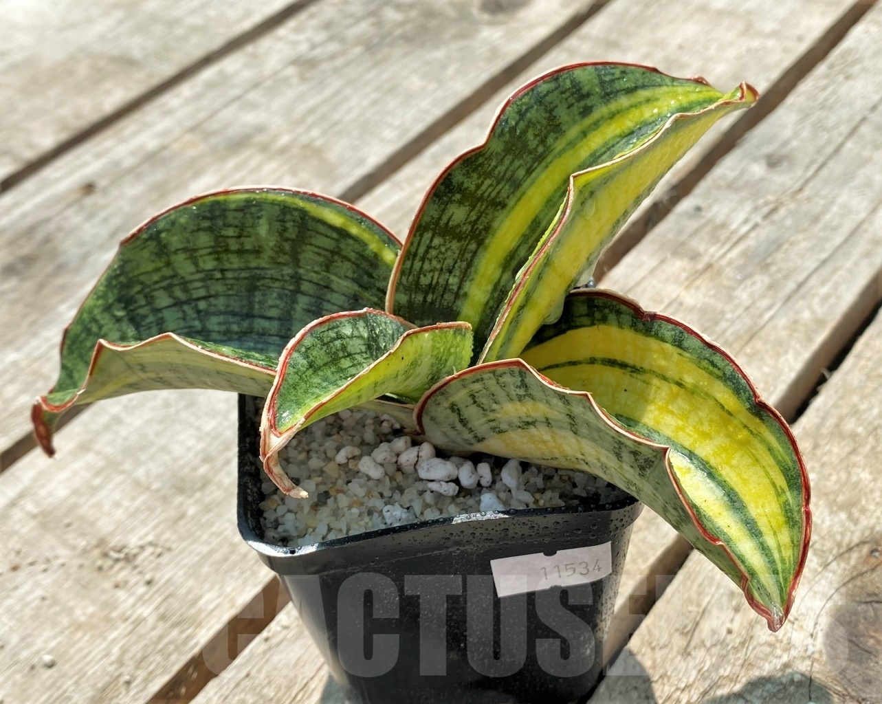 SHPR11534 Sansevieria 'Phupamon' variegata - 画像 (3)