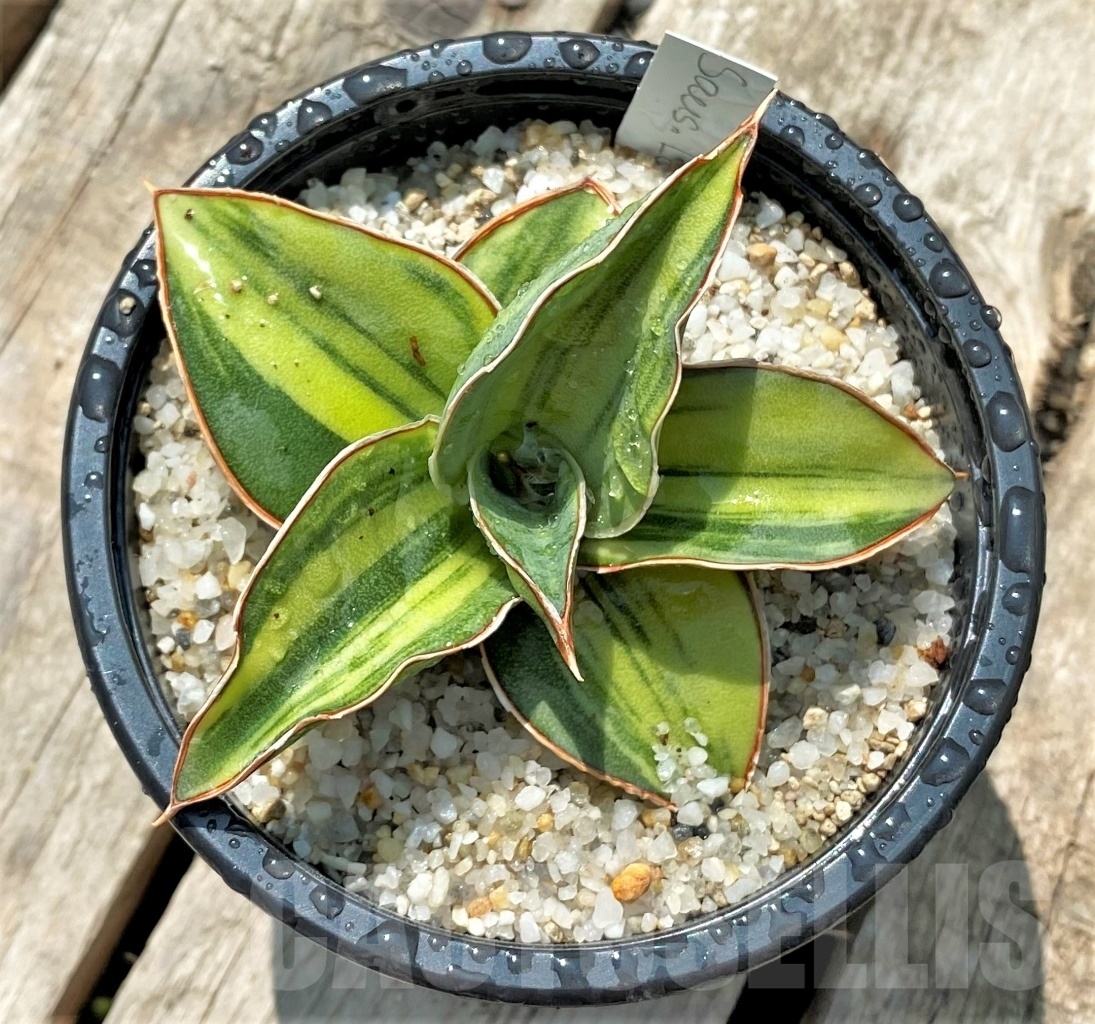 SHPR11537 Sansevieria Lavranos f. variegata