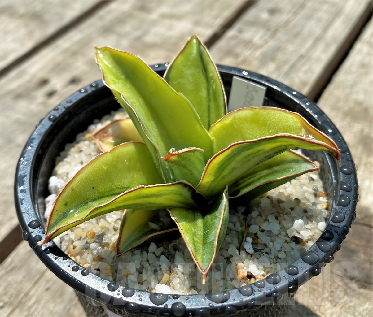 SHPR11538 Sansevieria Lavranos f. variegata