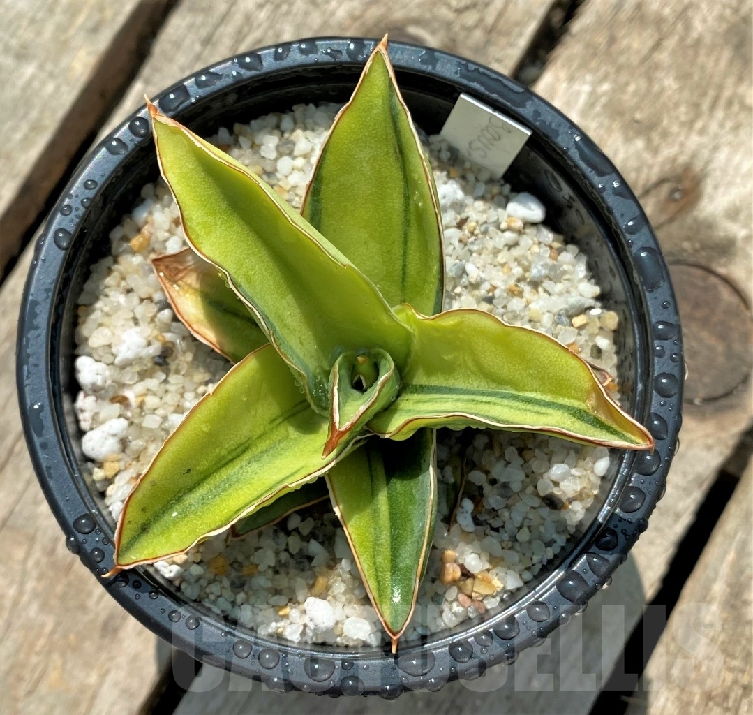 SHPR11538 Sansevieria Lavranos f. variegata - Зображення 2