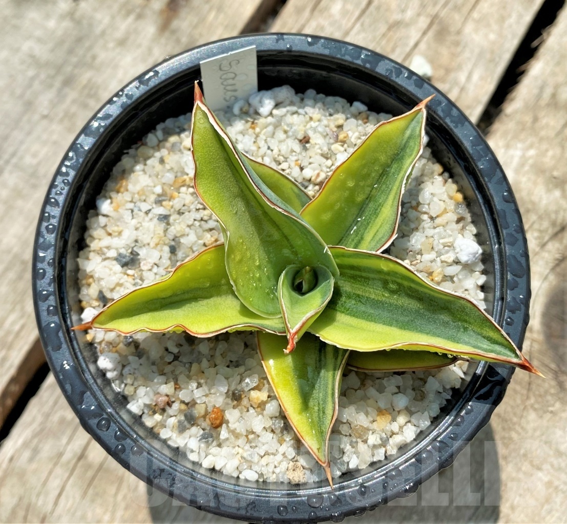 SHPR11539 Sansevieria Lavranos f. variegata - Зображення 2