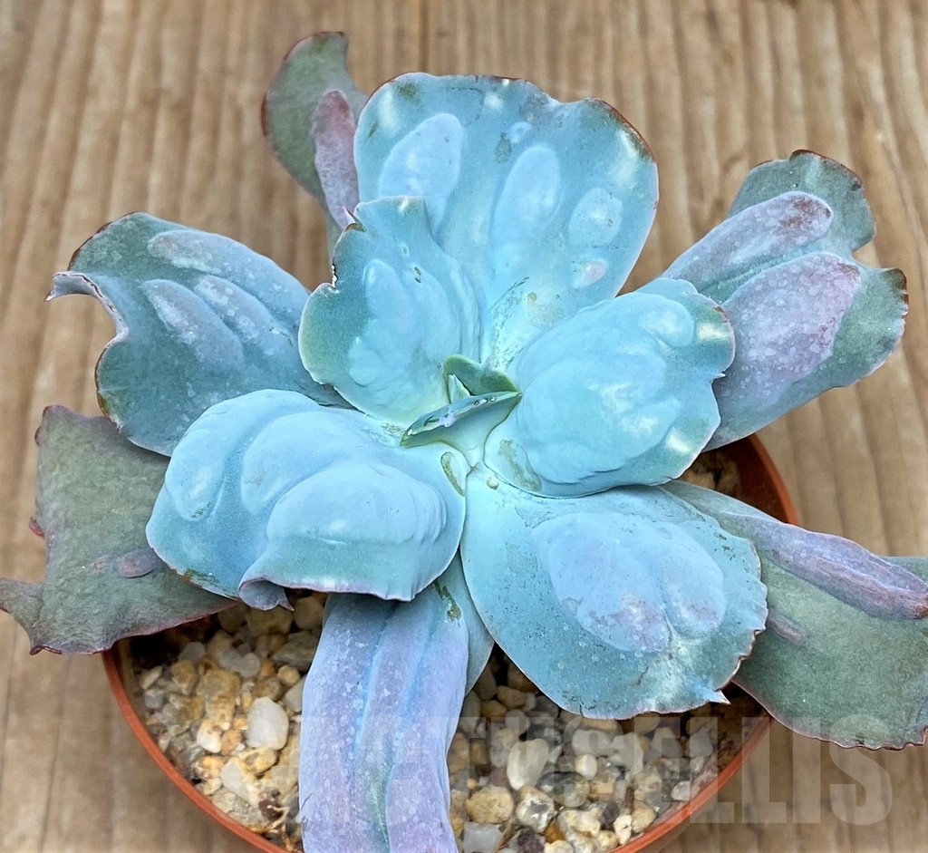 SHPR11463 Echeveria 'Culibra' - 画像 (2)