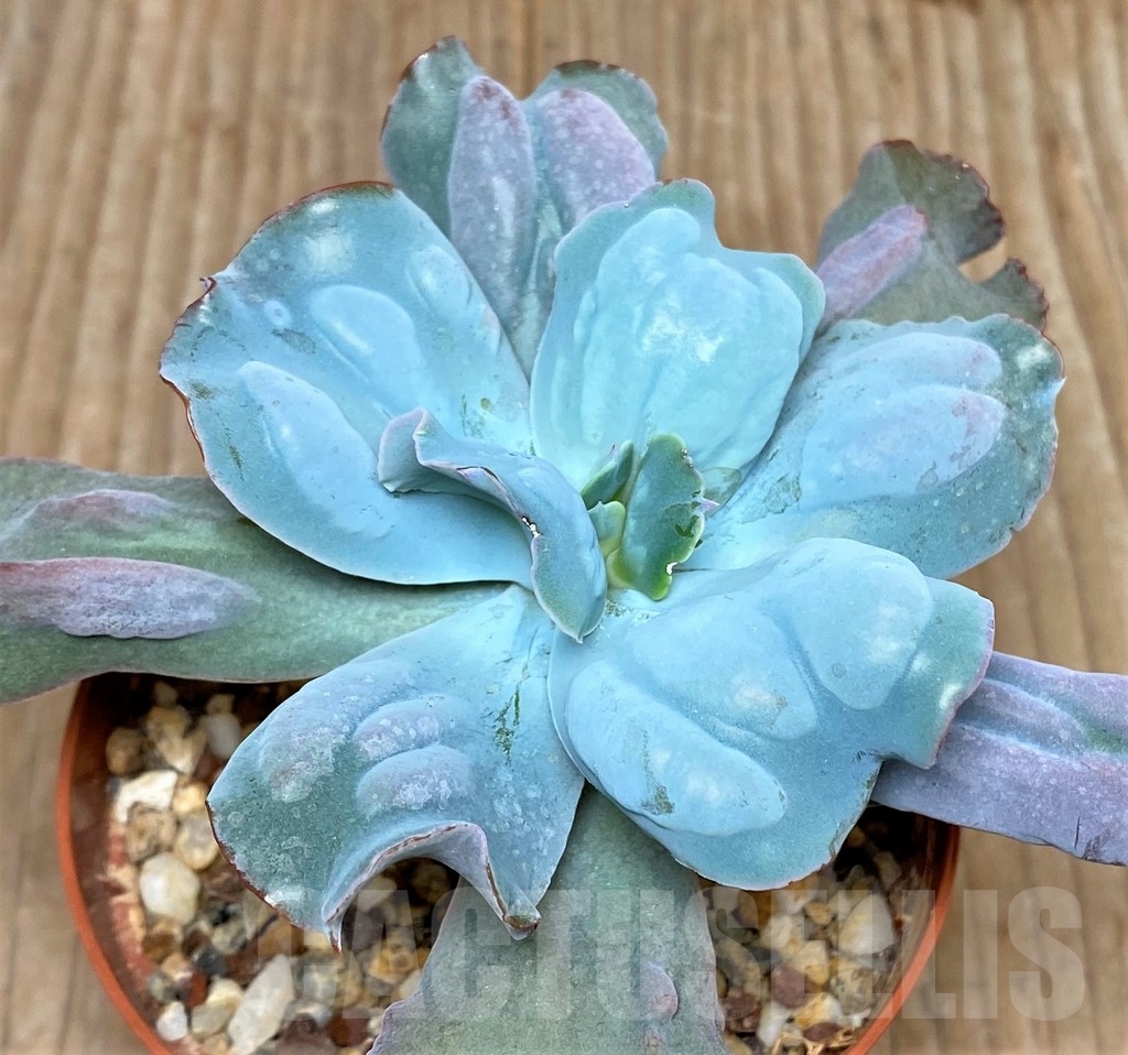 SHPR11463 Echeveria 'Culibra'