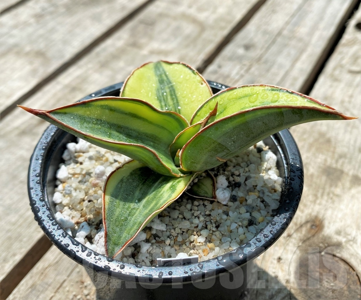 SHPR11541 Sansevieria Lavranos f. variegata - Image 2