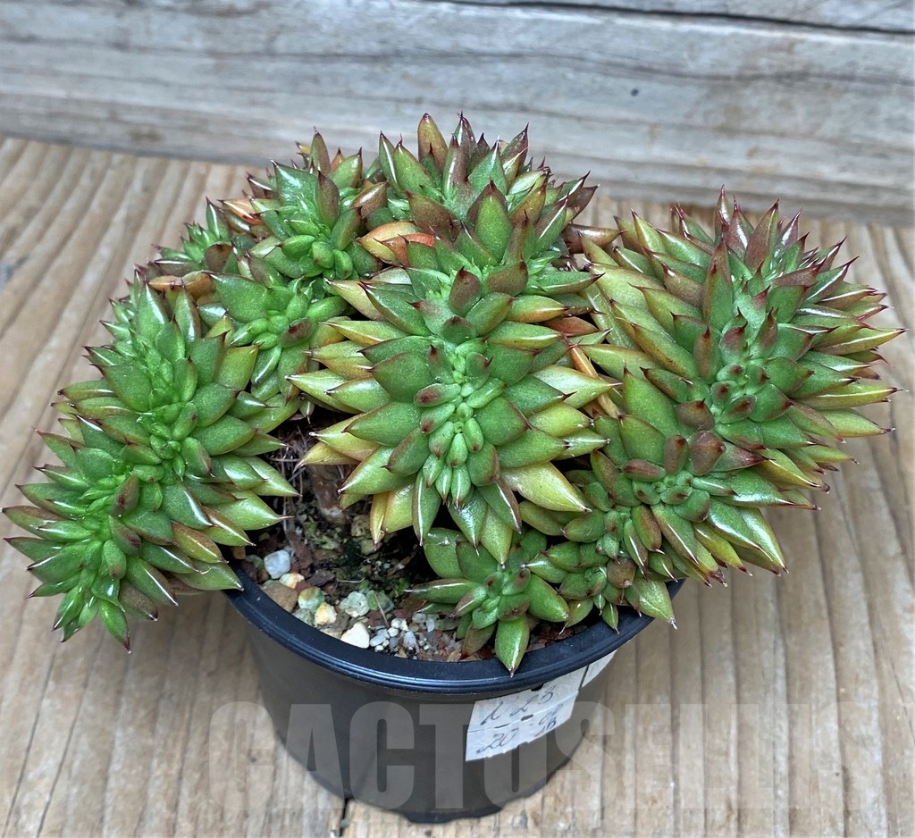 SHPR10402 Echeveria agavoides f. cristata - Зображення 2