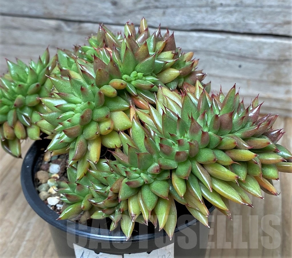 SHPR10402 Echeveria agavoides f. cristata