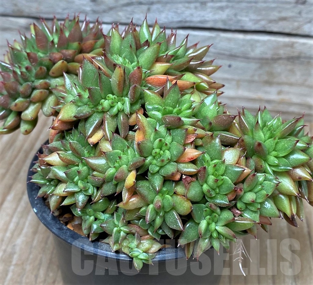 SHPR10402 Echeveria agavoides f. cristata - Зображення 3