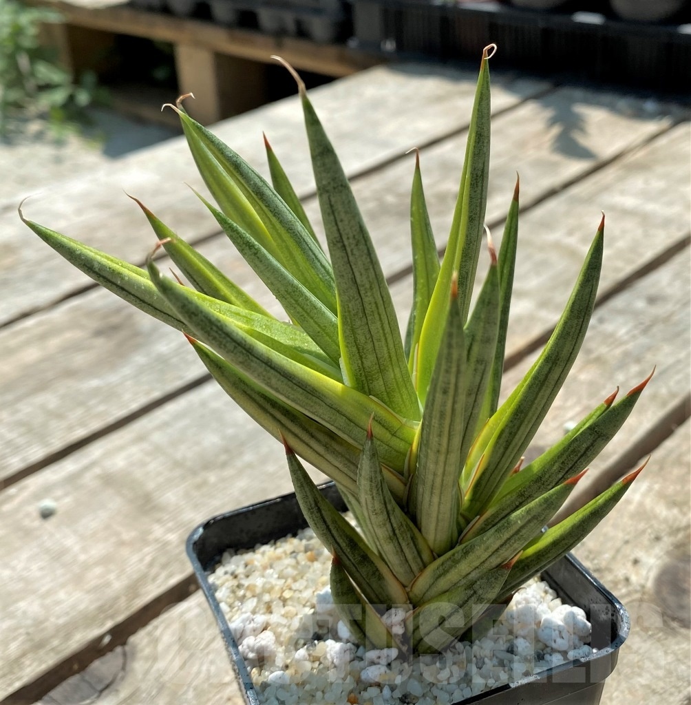 SHPR11543 Sansevieria Francisii