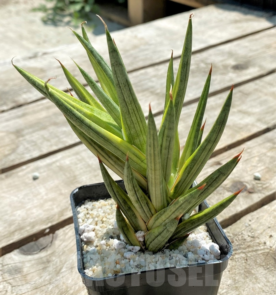 SHPR11543 Sansevieria Francisii - Image 3
