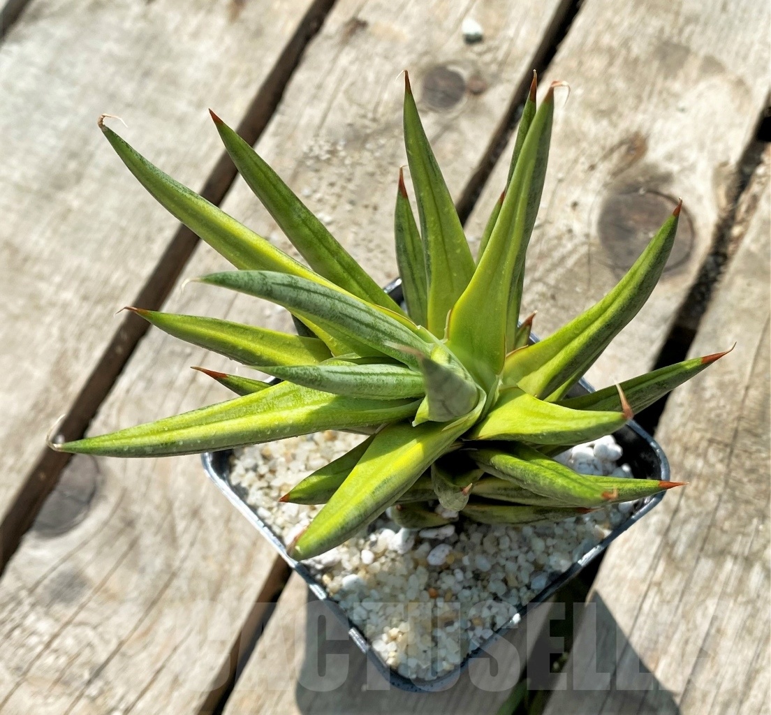 SHPR11543 Sansevieria Francisii - Image 2