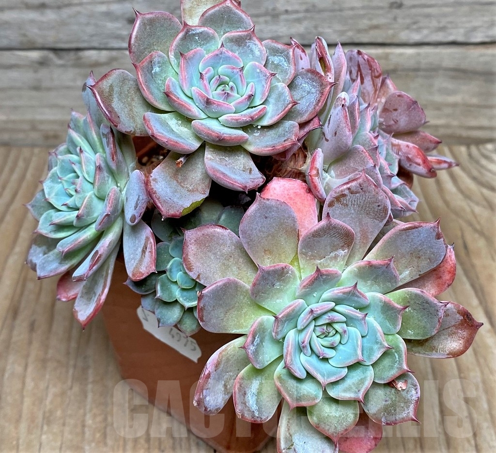 SHPR4975 Echeveria Laulensis - Зображення 2