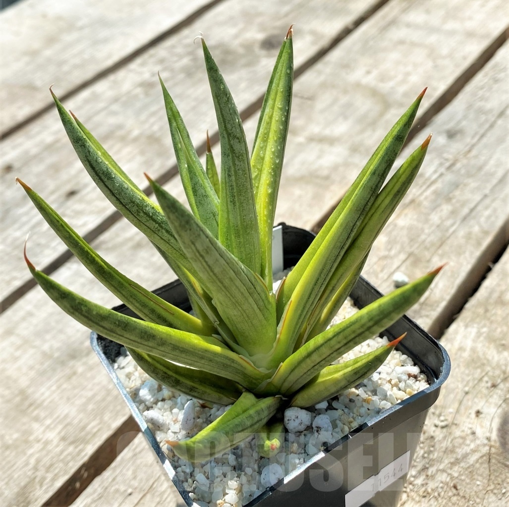 SHPR11544 Sansevieria Francisii