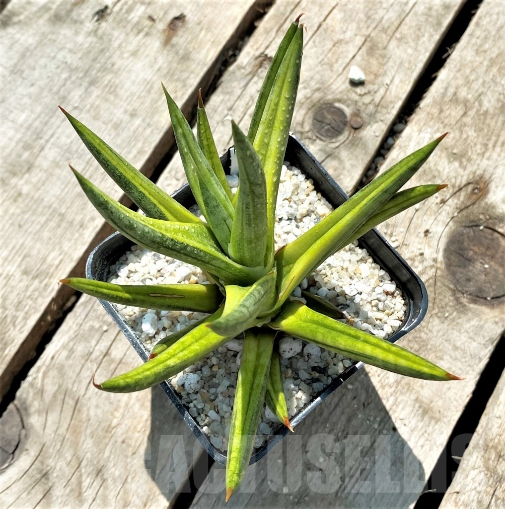 SHPR11544 Sansevieria Francisii - Imagen 2