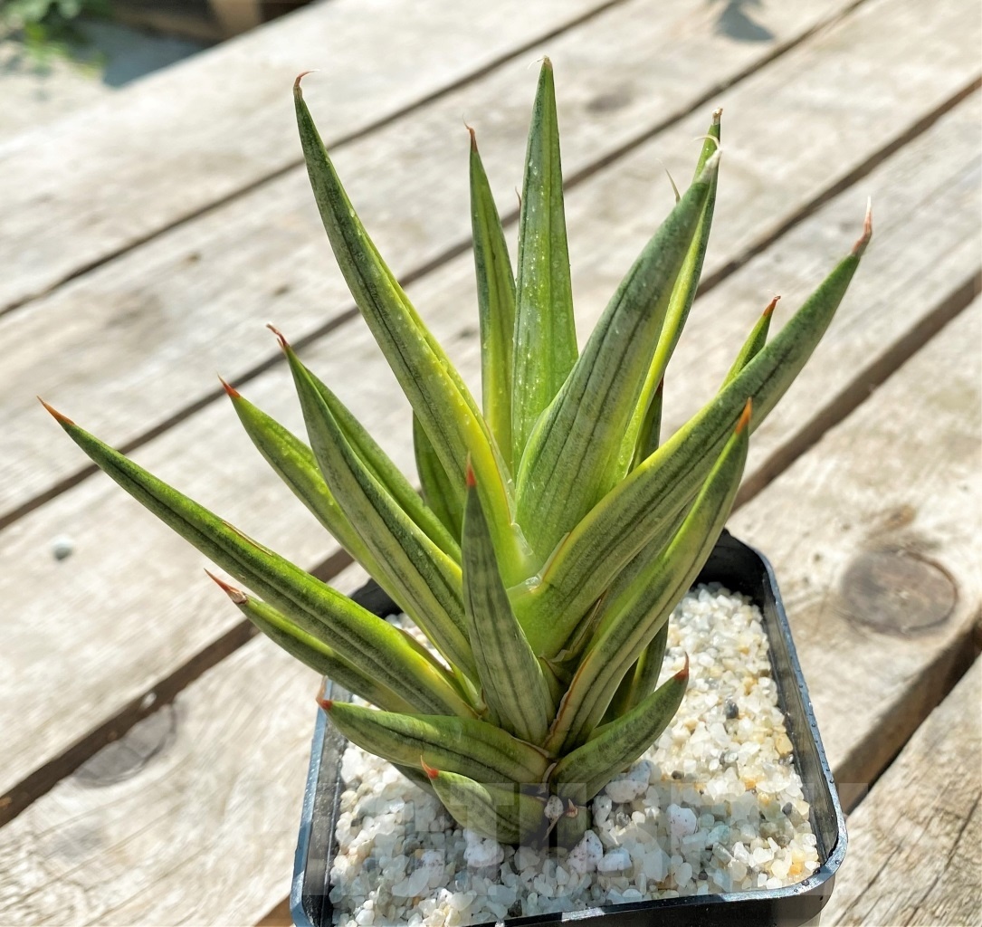 SHPR11545 Sansevieria Francisii