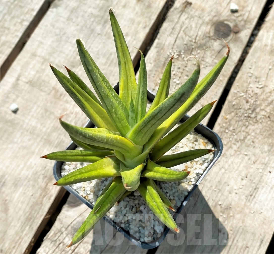 SHPR11545 Sansevieria Francisii - Image 2