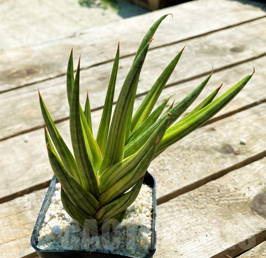 SHPR11547 Sansevieria Francisii