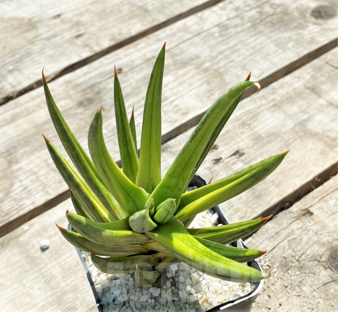 SHPR11547 Sansevieria Francisii - Image 2