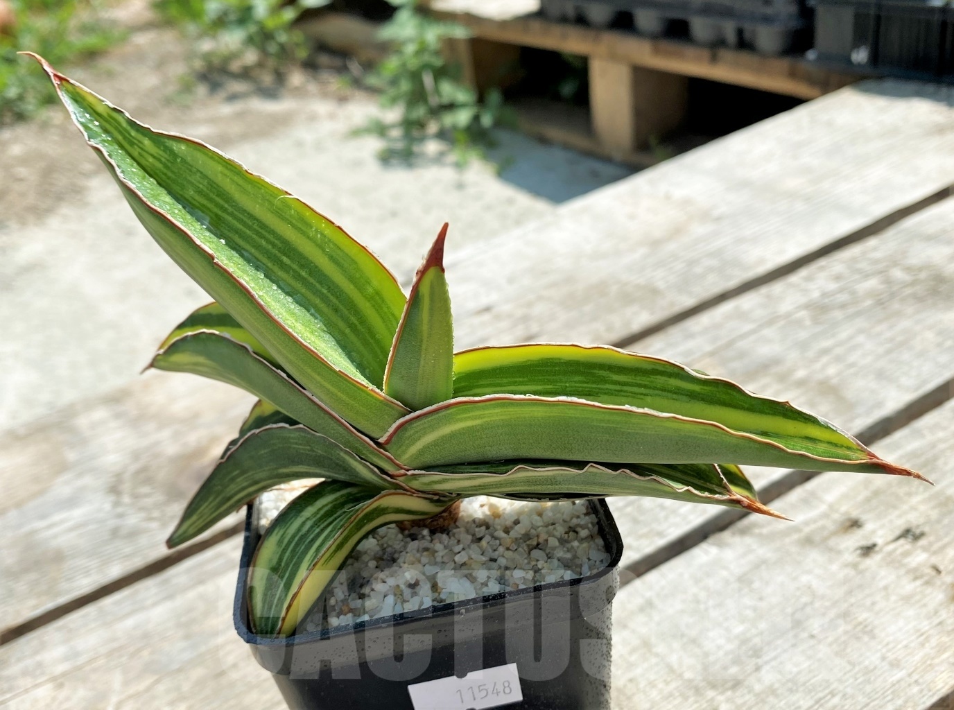 SHPR11548 Sansevieria robusta 'Yellow variegata' - Image 3