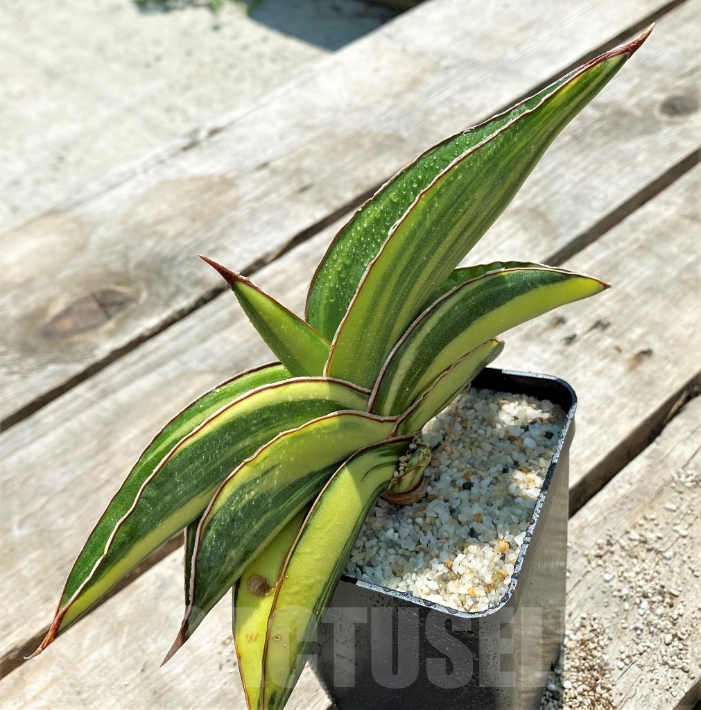 SHPR11548 Sansevieria robusta 'Yellow variegata'