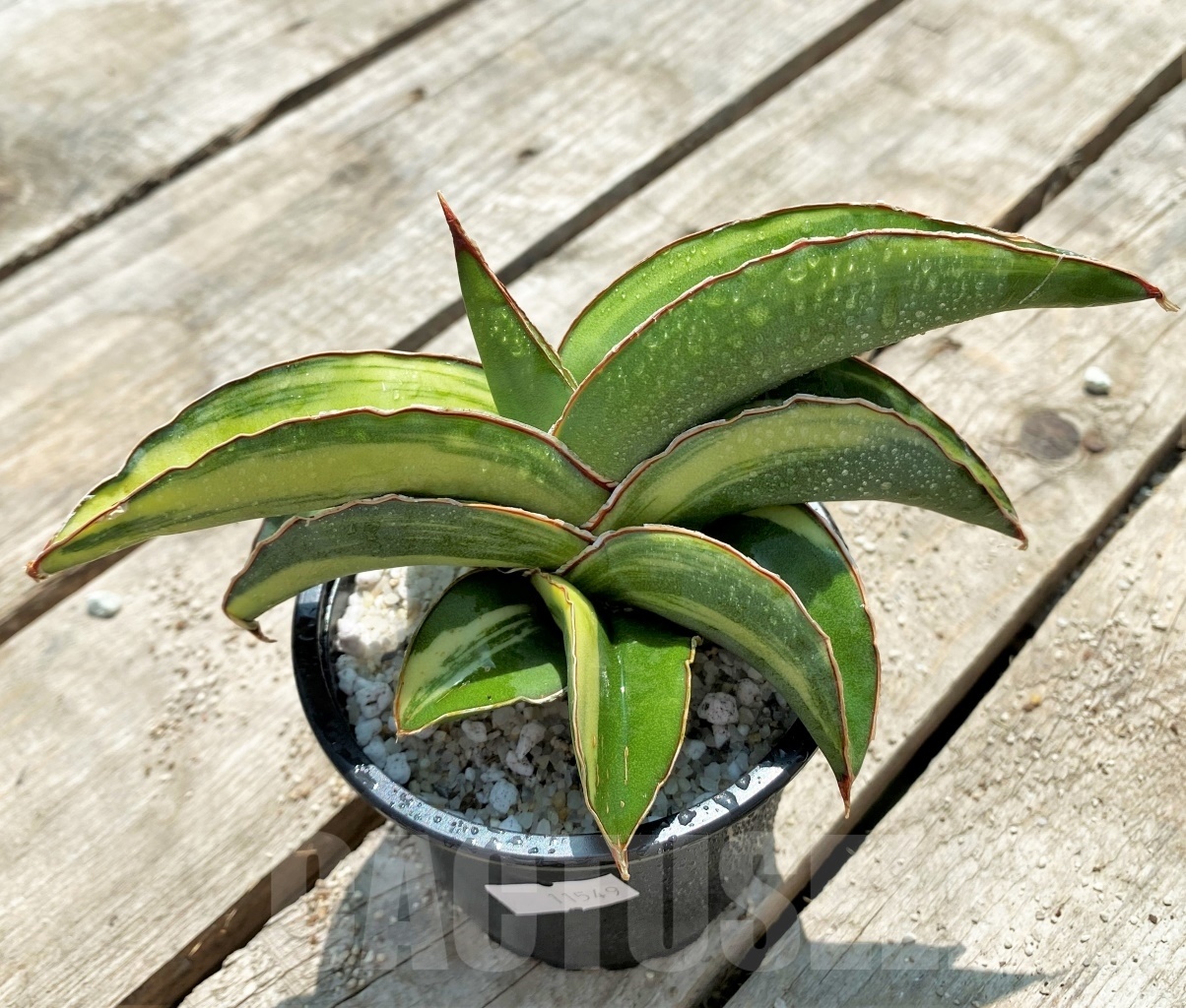 SHPR11549 Sansevieria robusta 'Yellow variegata' - Зображення 2